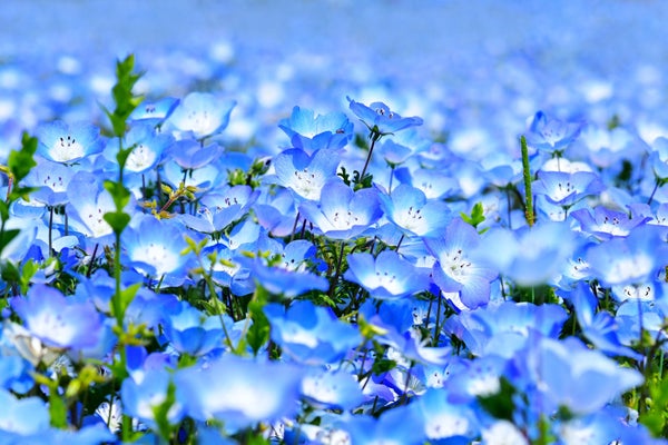 『まるで青の絨毯!「国営ひたち海浜公園」のネモフィラ 海鮮丼の昼食とメロン1玉お持ち帰り』【新宿 出発】1